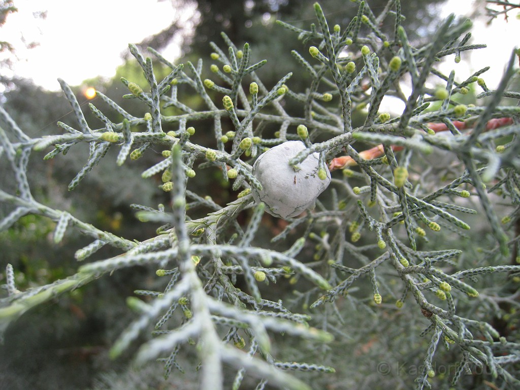 Wash DC 2009 3205.jpg - A 4th of July trip to Washington DC in 2009 to see the museums, memorials and fireworks.